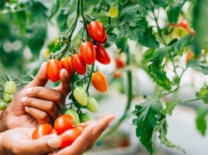 A person who grew tomato seeds greenhouse, holding a bundle of red crops surrounded by lush green foliage