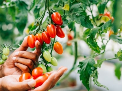 A person who grew tomato seeds greenhouse, holding a bundle of red crops surrounded by lush green foliage