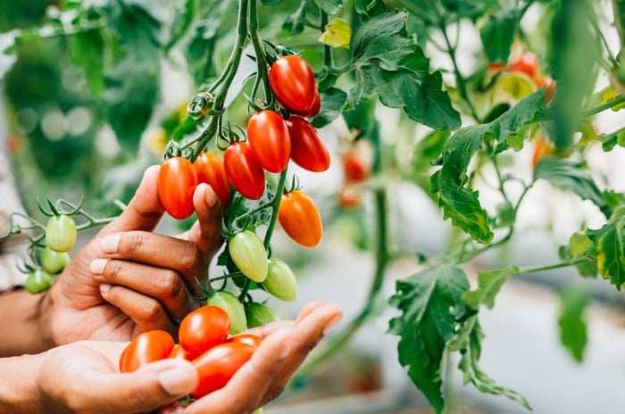 A person who grew tomato seeds greenhouse, holding a bundle of red crops surrounded by lush green foliage