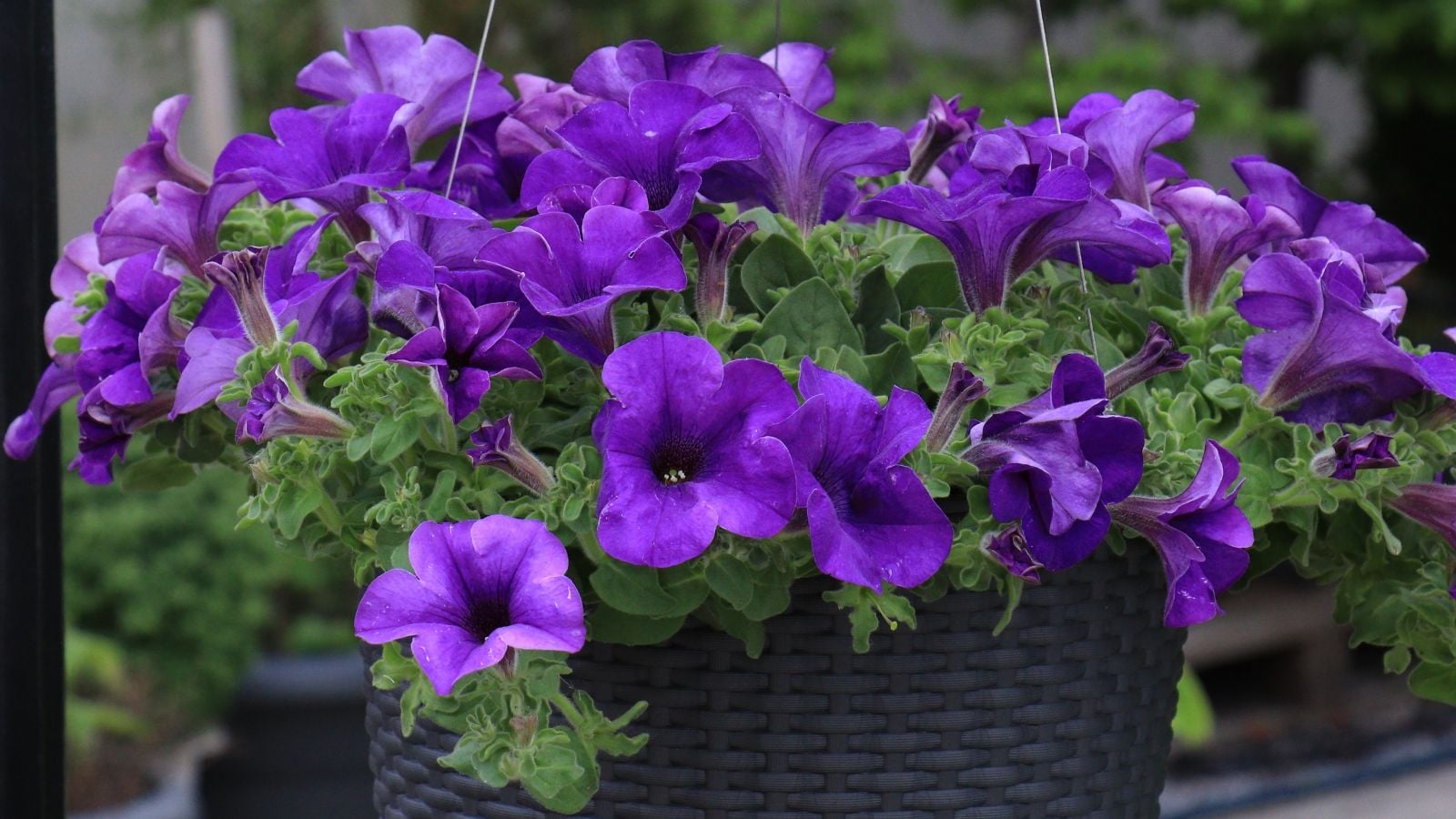 A plant in a container having deep purple blooms, surrounded by bright green leaves placed somewhere with shade