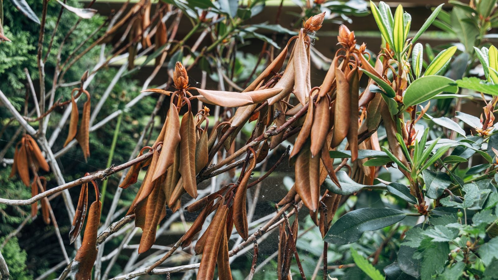 A shot of a large composition of dangling, severely wilted leaves of a rhododendron plant, all situated in a well lit area outdoors
