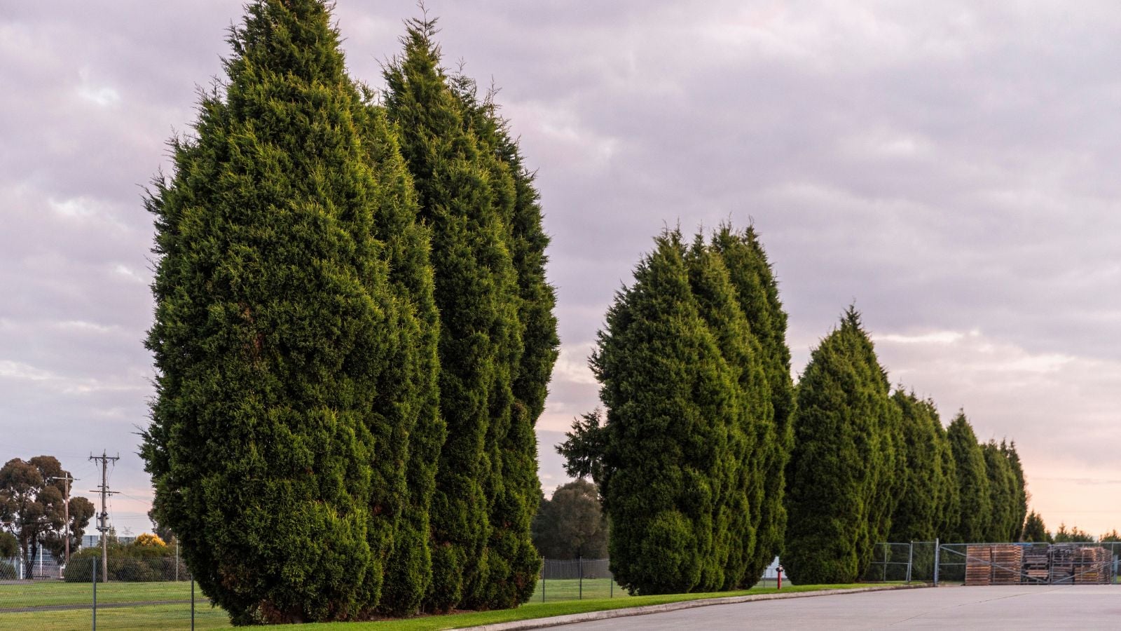 A shot of rows of large and tall, developing plants near a road, in a well lit area outdoors