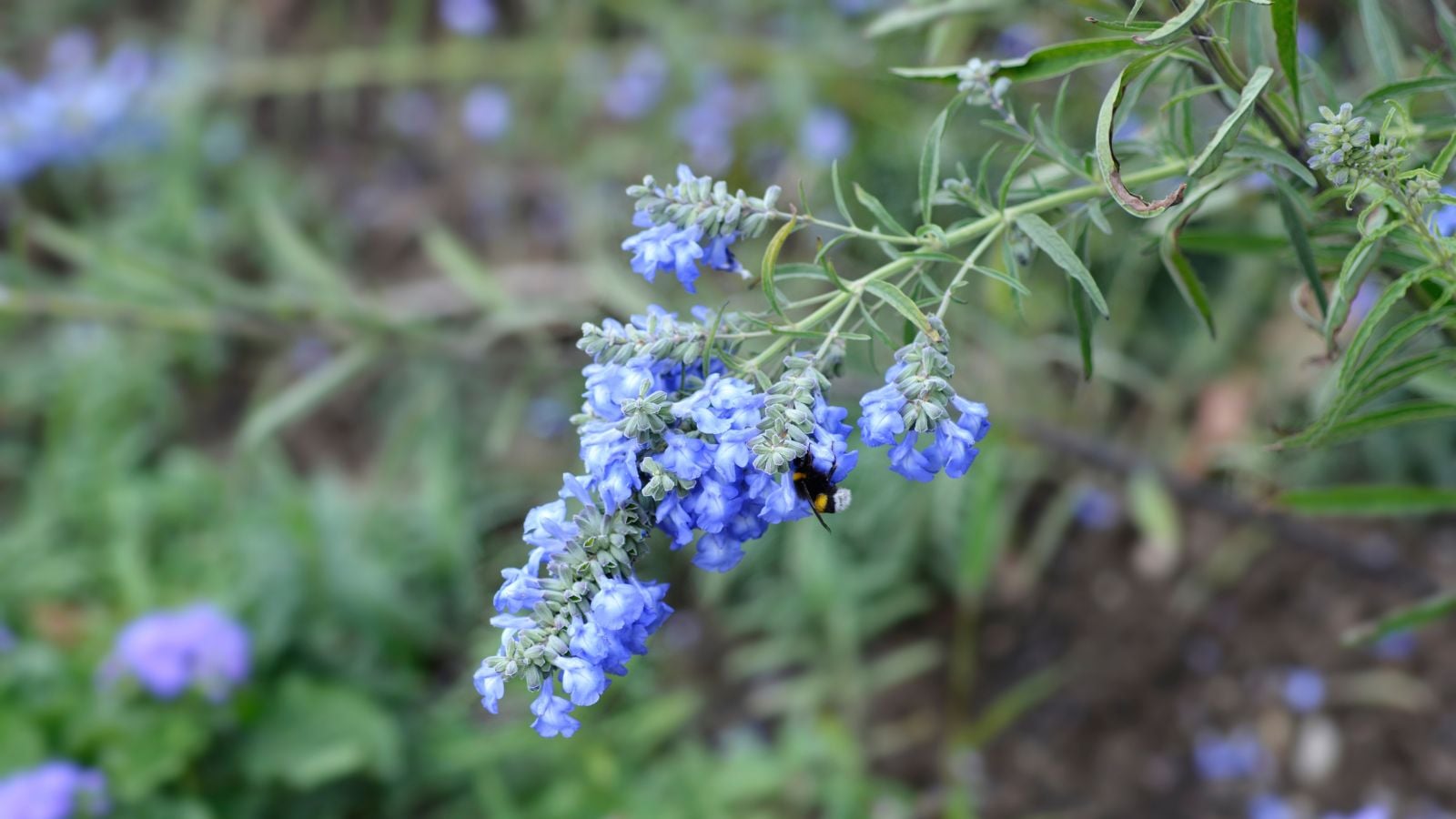 A stem of lovely blue sage appearing to have a bee sitting on the dangling blooms, showing dark rocky soil in the background