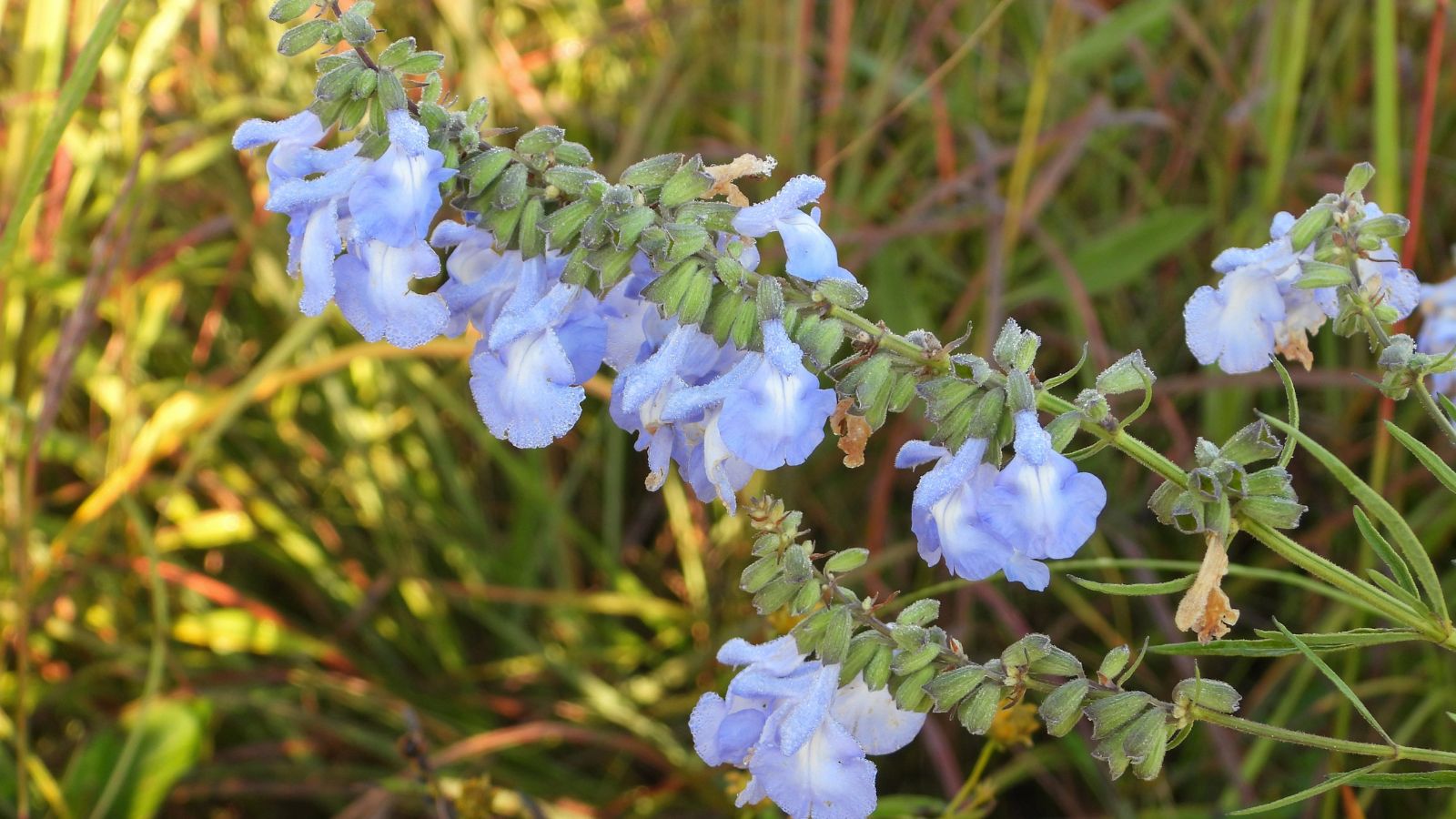 A sturdy blue sage stem growing in the wild, appearing to have long stems with blue blooms and green foliage 