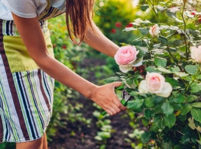A woman pruning compact shrubs with rose blooms, appearing to have lovely colors surrounded by bright green foliage under the warm sunlight in the afternoon