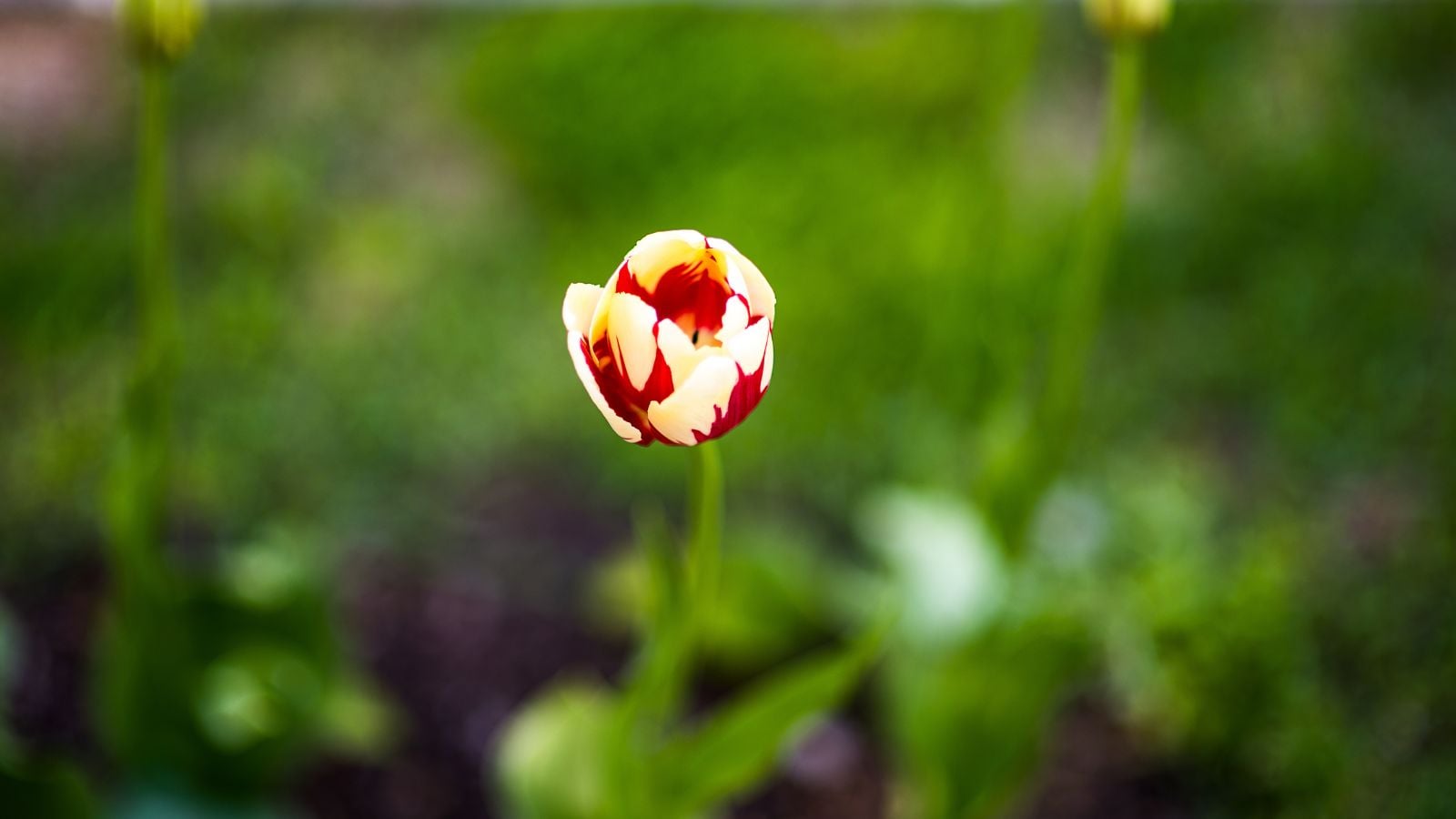 A close-up and overhead shot of a developing multi-colored flower of the Absalon variety, sitting atop a slender green stem