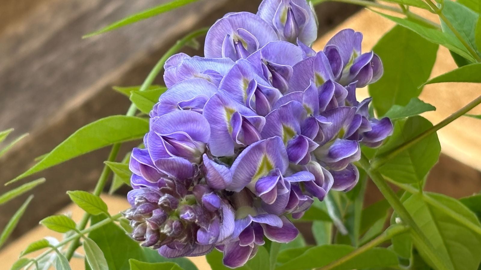 A close-up shot of a cluster of vibrant lavender colored blooms of the Amethyst Falls Wisteria, growing on its slender stem alongside its green leaves
