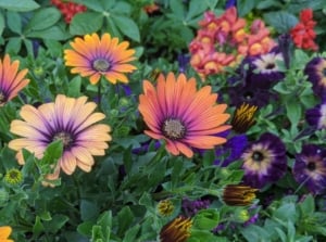 An area covered in spring flowers color, including different types of blooms and plants with vibrant hues surrounded by green foliage