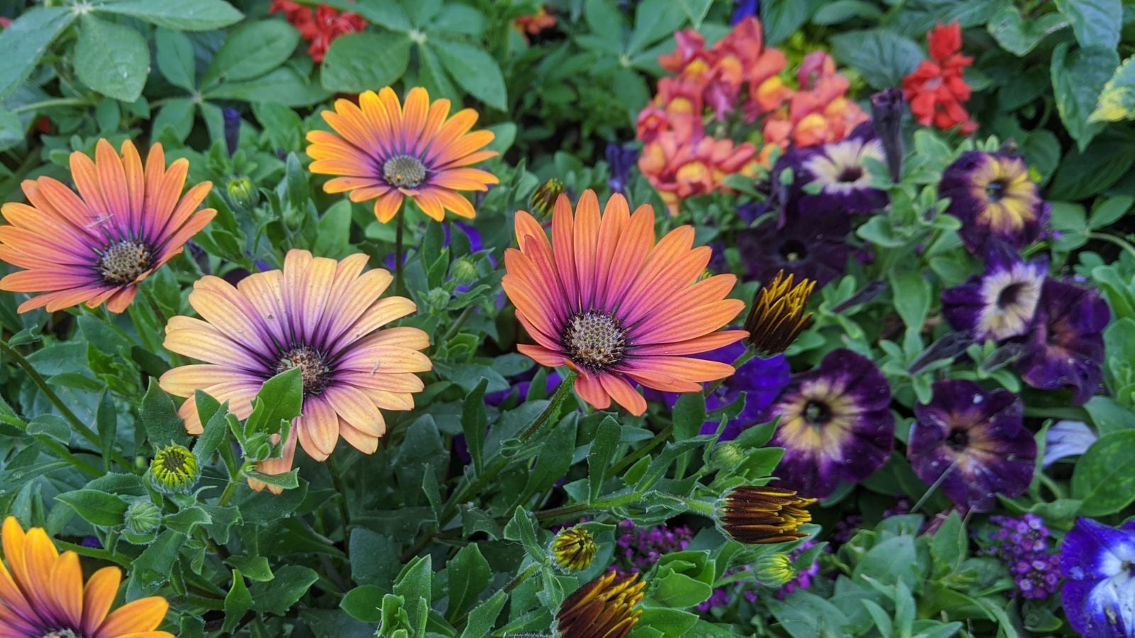 An area covered in spring flowers color, including different types of blooms and plants with vibrant hues surrounded by green foliage