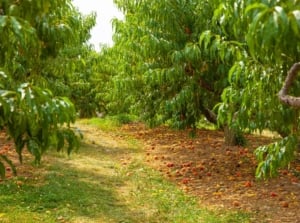 An area with rows of fast growing fruit March, appearing to be in an orchard that has many lovely trees thriving under sunlight