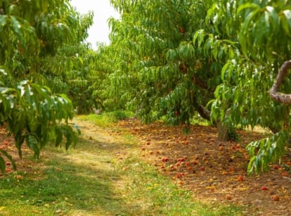 An area with rows of fast growing fruit March, appearing to be in an orchard that has many lovely trees thriving under sunlight