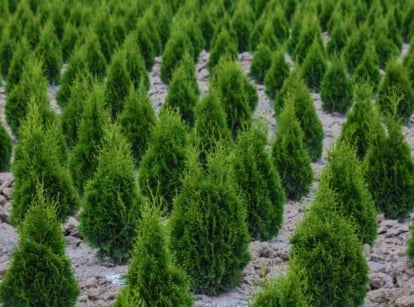 An overehad shot of a large composition of developing evergreen plants called the Leyland cypress tree