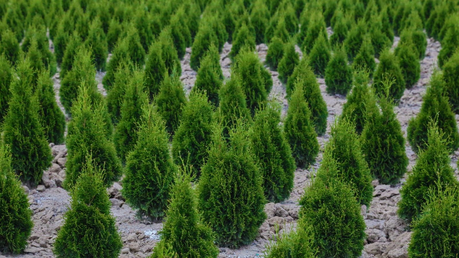 An overehad shot of a large composition of developing evergreen plants called the Leyland cypress tree