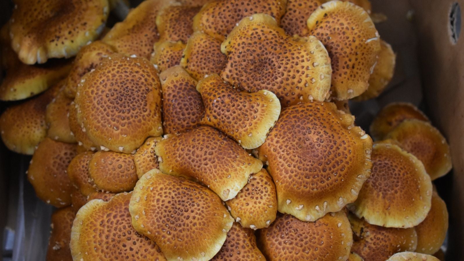 An overhead and close-up shot of a large cluster of developing, brown-copper colored fungi caps, all situated in a box indoors