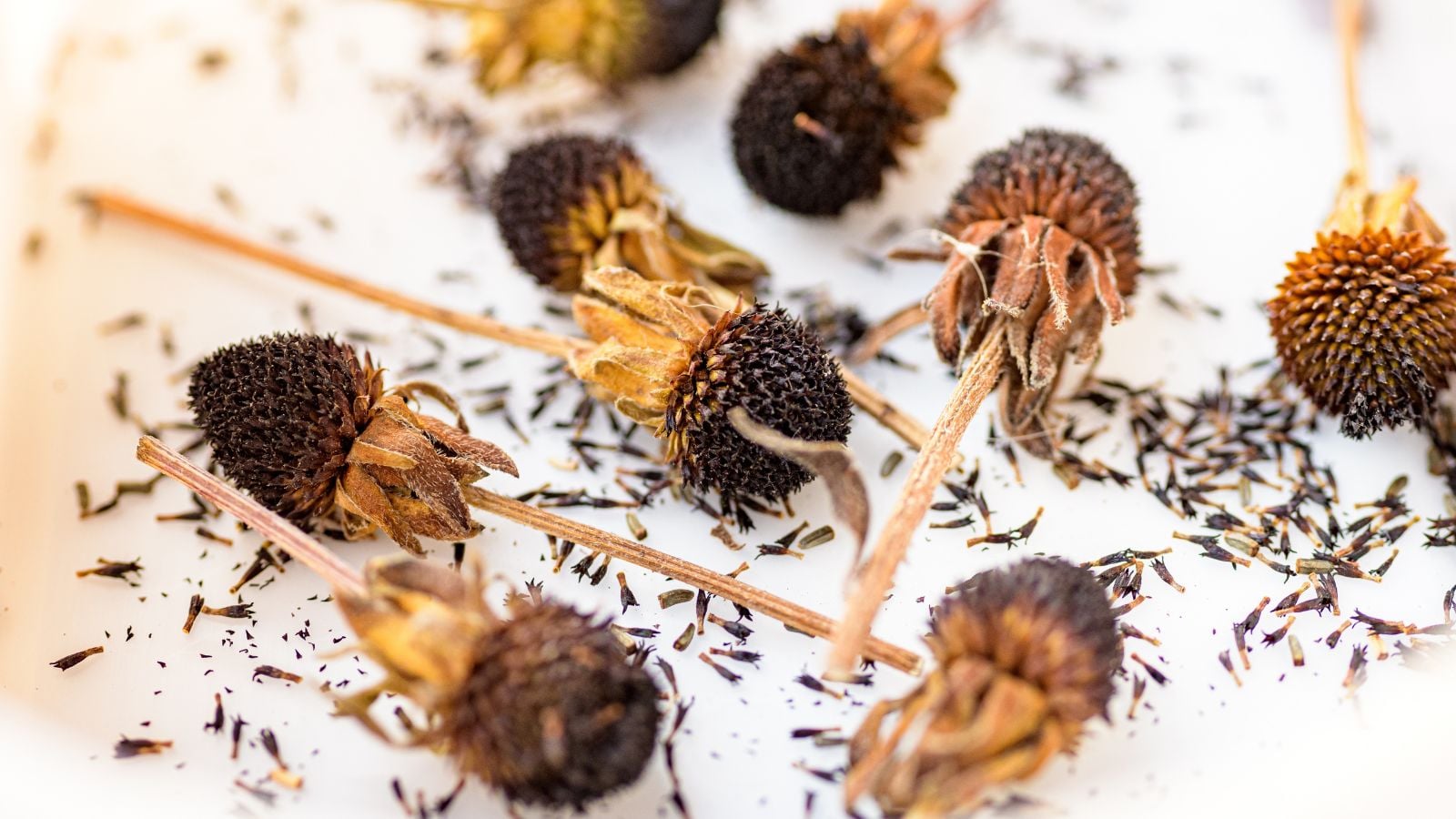 An overhead and close-up shot of dried flowerheads alongside small black ovules, all placed on a white surface indoors
