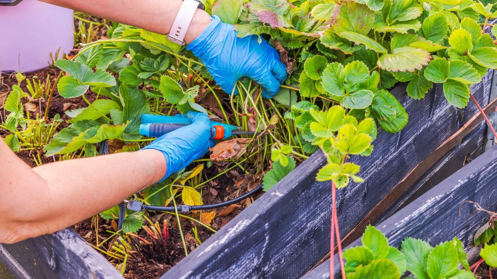 An overhead shot of a person in the process of renovating or tidying up a garden bed of fruits, all situated in a well lit area outdoors