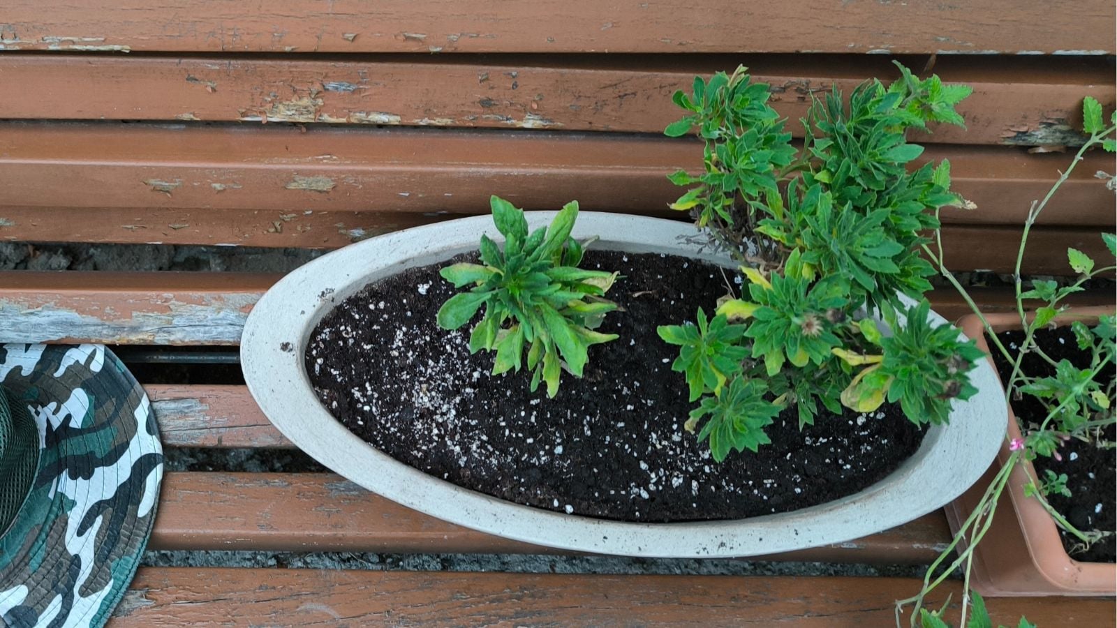 An overhead shot of a potted seedling of a flowering plant, placed on a wooden bench alongside other plants
