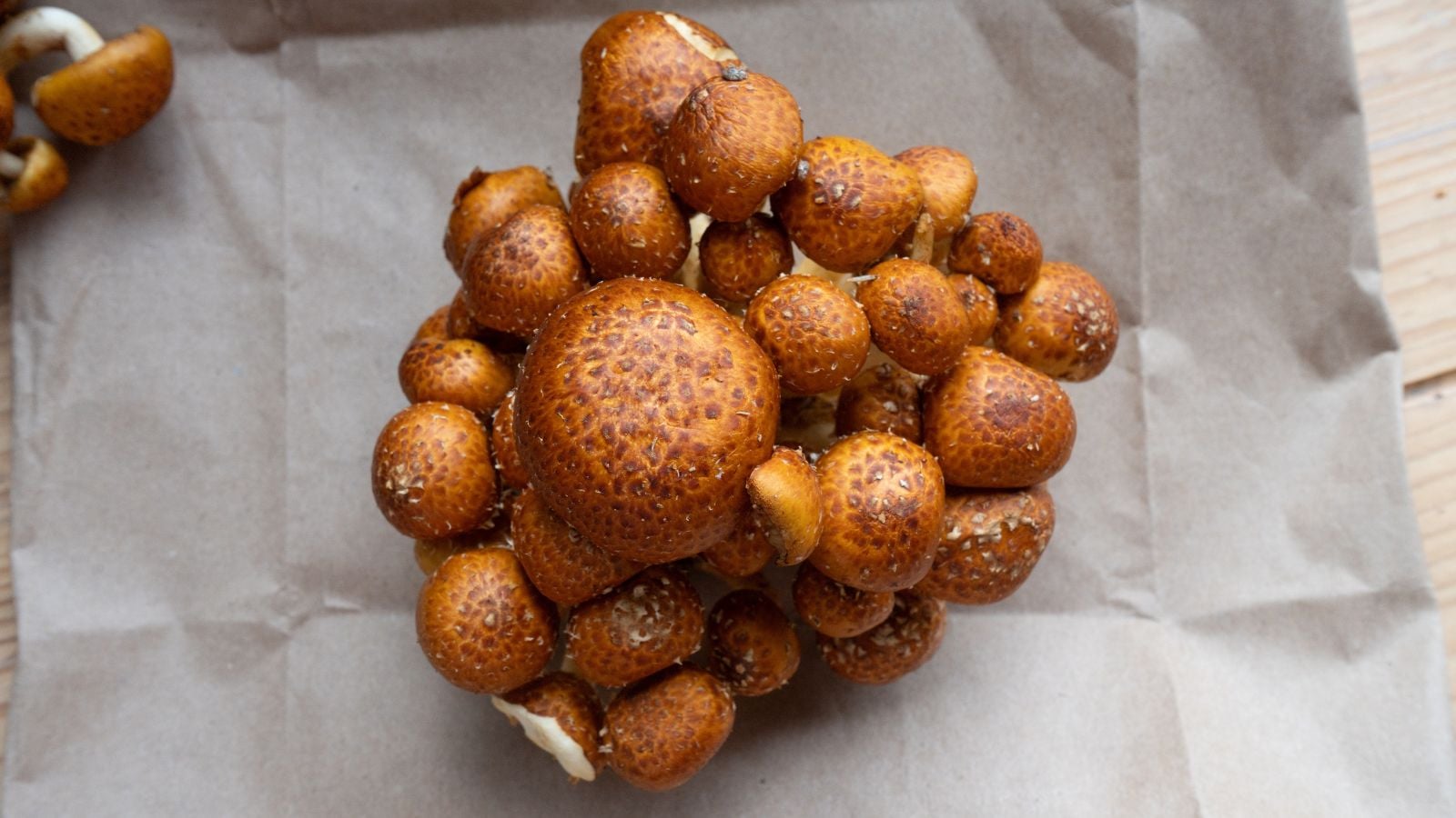 An overhead shot of a small cluster of freshly harvested fungi, all placed on top of a paper wrapper in a well lit area indoors