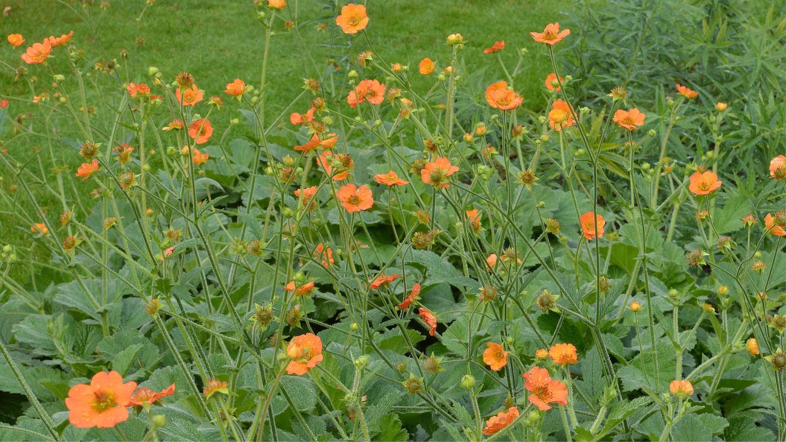 An overhead shot of developing, delicate, orange blooms, alongside green foliage, all placed in a well lit area outdoors