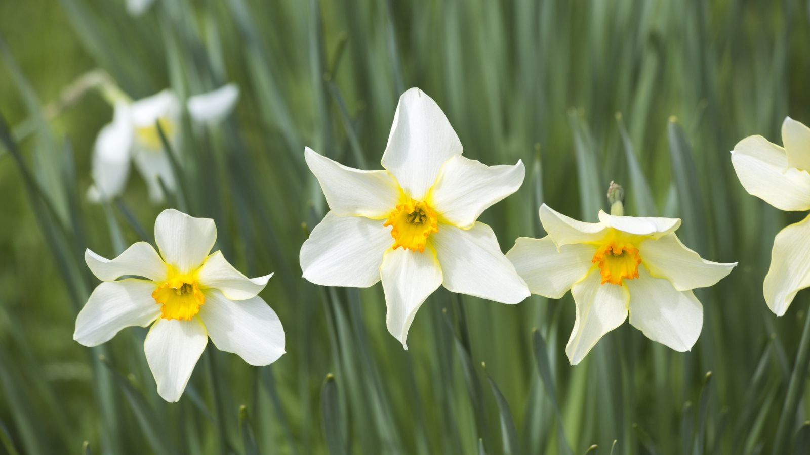 A close-up shot of a small composition of delicate, white to yellow colored flowers of the Barrii Conspicuus