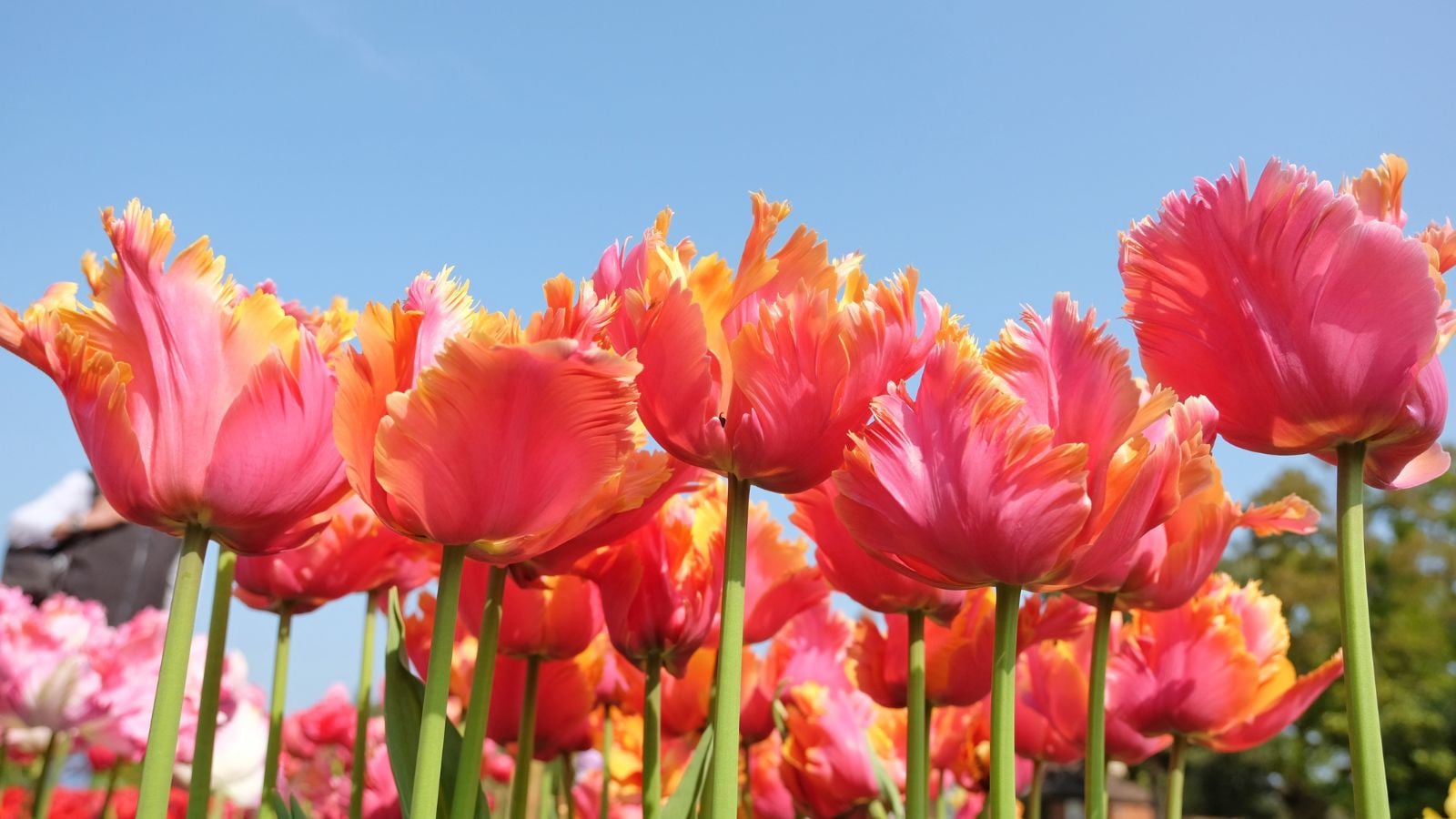 A close-up and base angle shot of fringed peach colored flowers, sitting atop sturdy green stems in a bright sunny area outdoors