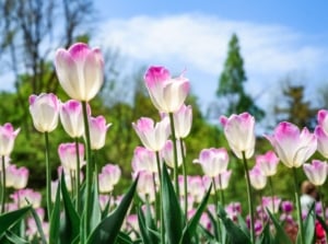 A close-up and base angle shot of a composition of developing pink and white colored flowers atop sturdy green stems, showcasing tulips come back