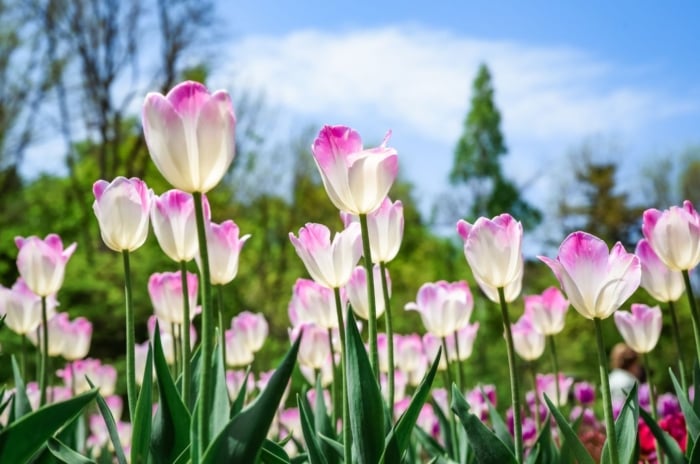 A close-up and base angle shot of a composition of developing pink and white colored flowers atop sturdy green stems, showcasing tulips come back