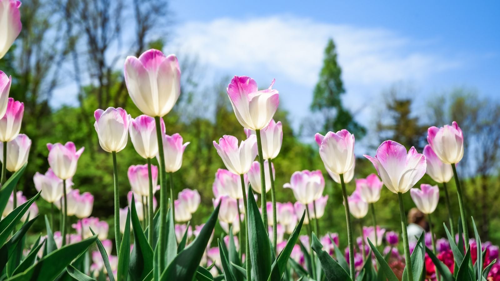 A close-up and base angle shot of a composition of developing pink and white colored flowers atop sturdy green stems, showcasing tulips come back