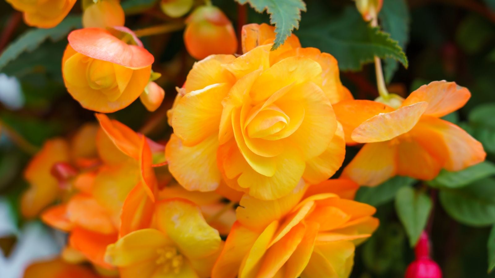 A closeup shot of Begonia x tuberhybrida ‘Non-Stop®’ blooms appearing to have a bright orang hue surrounded by deep green leaves
