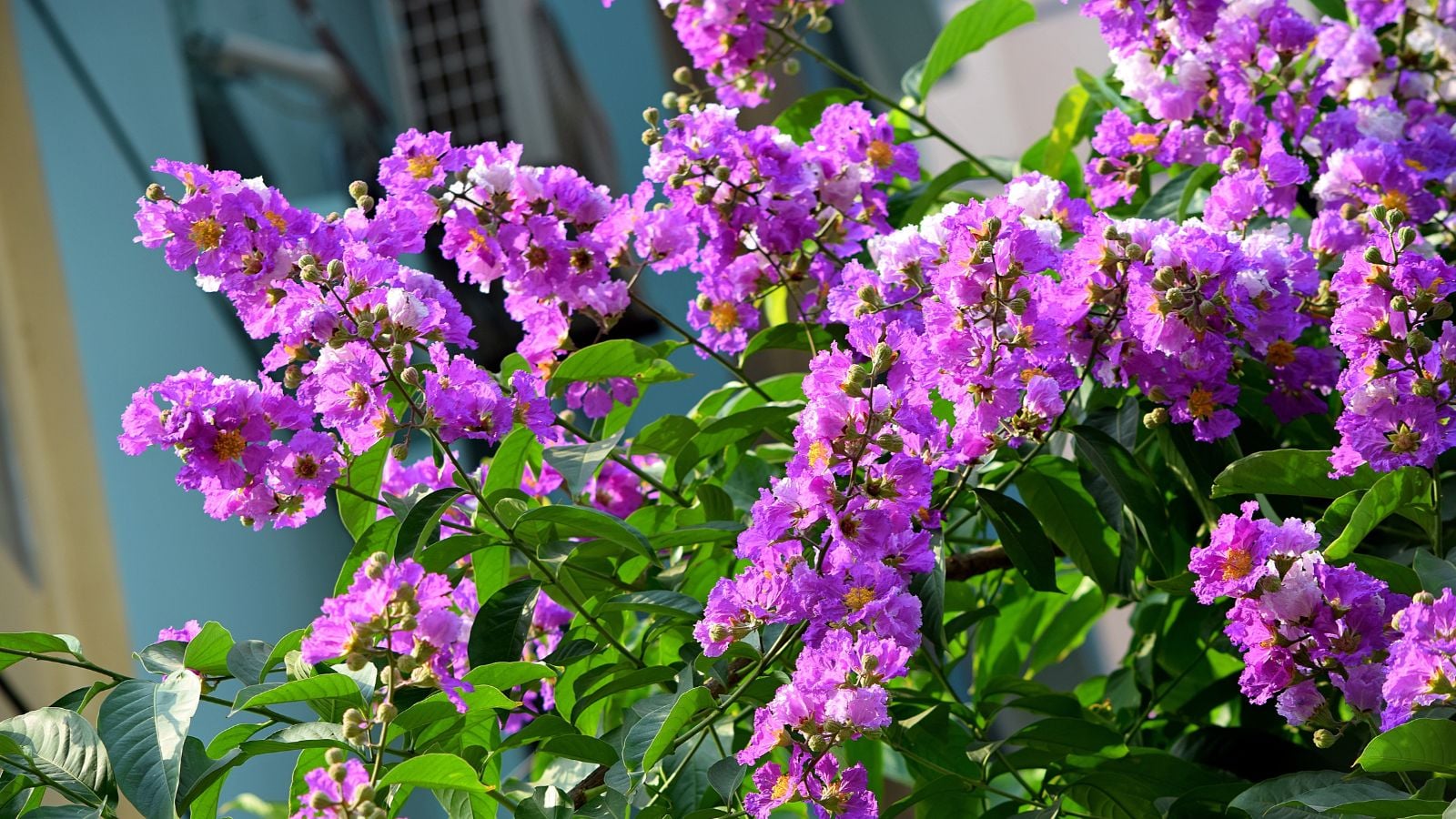 A lovely Bellini® Grape Crape Myrtle bush with healthy and lush purple blooms surrounded by bright green foliage
