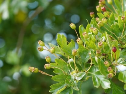 A close up of a branch that is one of the best native plants, having bright green leaves that look healthy under warm sunlight
