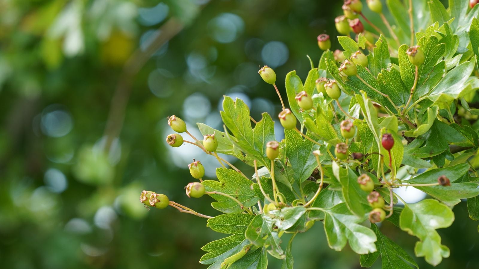 A close up of a branch that is one of the best native plants, having bright green leaves that look healthy under warm sunlight