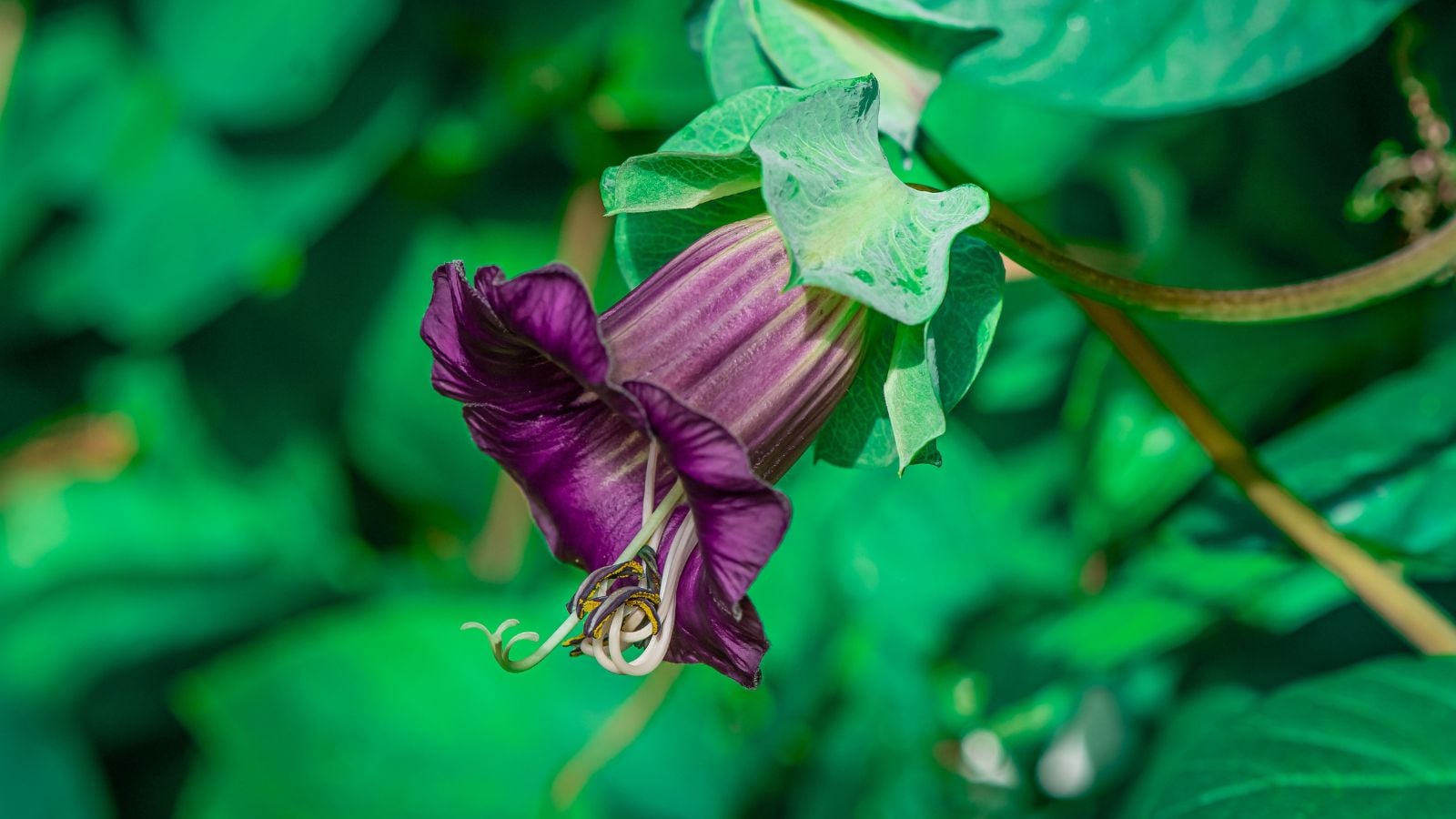 A close-up shot of a purple bell shaped flower along side green leaves and stems in a well lit area outdoors