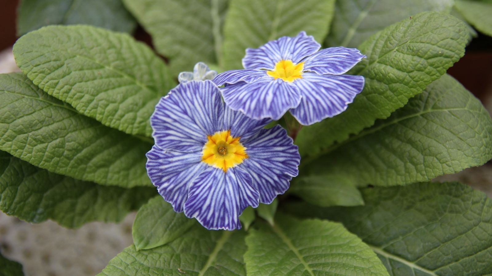 A close-up shot of a couple of developing striped purple blooms with yellow centers of the Zebra Primrose, growing alongside green foliage outdoors
