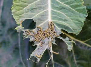 A close-up and overhead shot of a large group of yellow and black colored caterpillars, feeding on leafy greens, showcasing spring garden pests