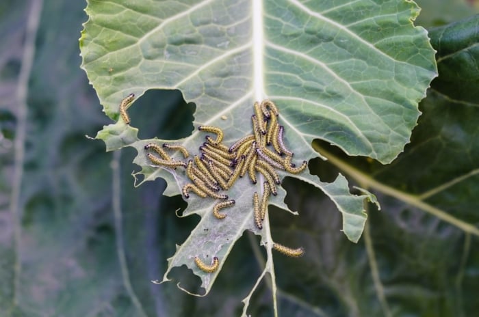 A close-up and overhead shot of a large group of yellow and black colored caterpillars, feeding on leafy greens, showcasing spring garden pests