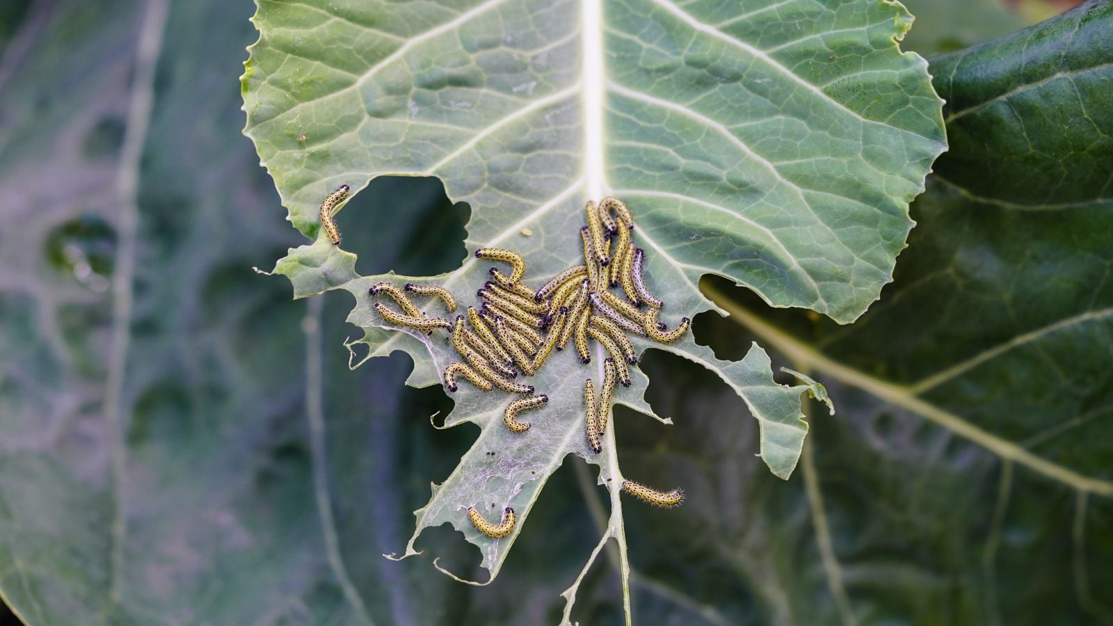 A close-up and overhead shot of a large group of yellow and black colored caterpillars, feeding on leafy greens, showcasing spring garden pests