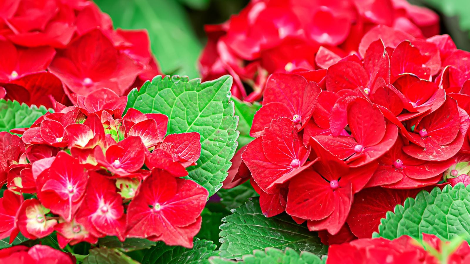 A closeup of Cherry-Go-Round® Hydrangea appearing to have bright red flowers with a vivid red hue placed among bright green leaves placed under bright light