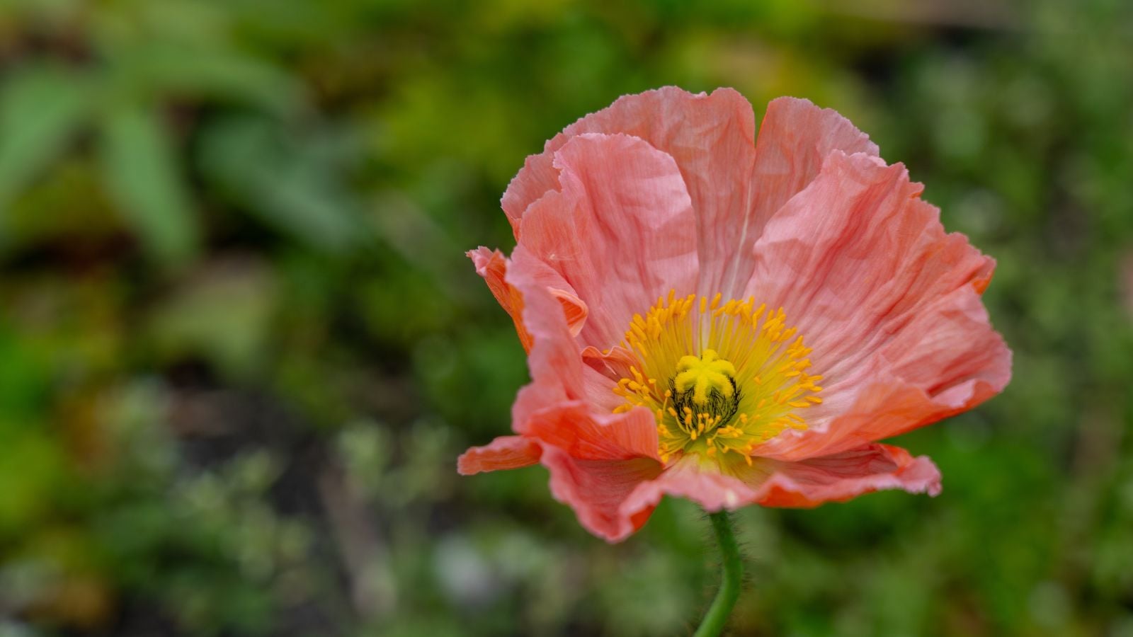 A close-up shot of a pink pastel colored, ruffled and silky petals of the Colibri Dolce Vita, siting on a slender stem in a well lit area outdoors