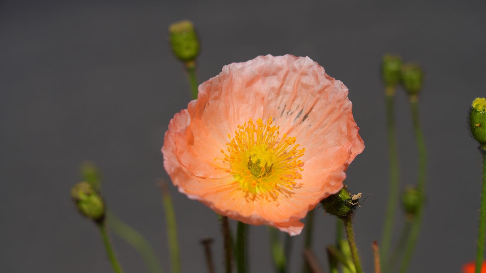 A close-up shot of delicate, peach-pink colored petals with a yellow center of the Colibri Salmonato