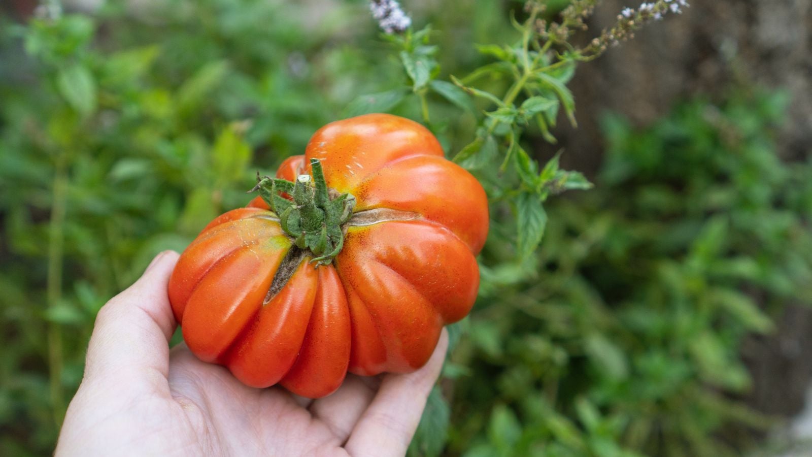 A close-up and overhead shot of a person's hand in the process of holding a deeply ribbed, red-orange fruit of the Costoluto Genovese