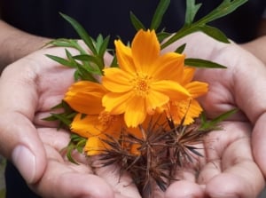 A close-up shot of a person's hand, in the process of holding a daisy-like yellow-gold flower alongside elongated ovules, showcasing when start cosmos seeds