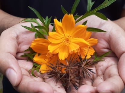 A close-up shot of a person's hand, in the process of holding a daisy-like yellow-gold flower alongside elongated ovules, showcasing when start cosmos seeds