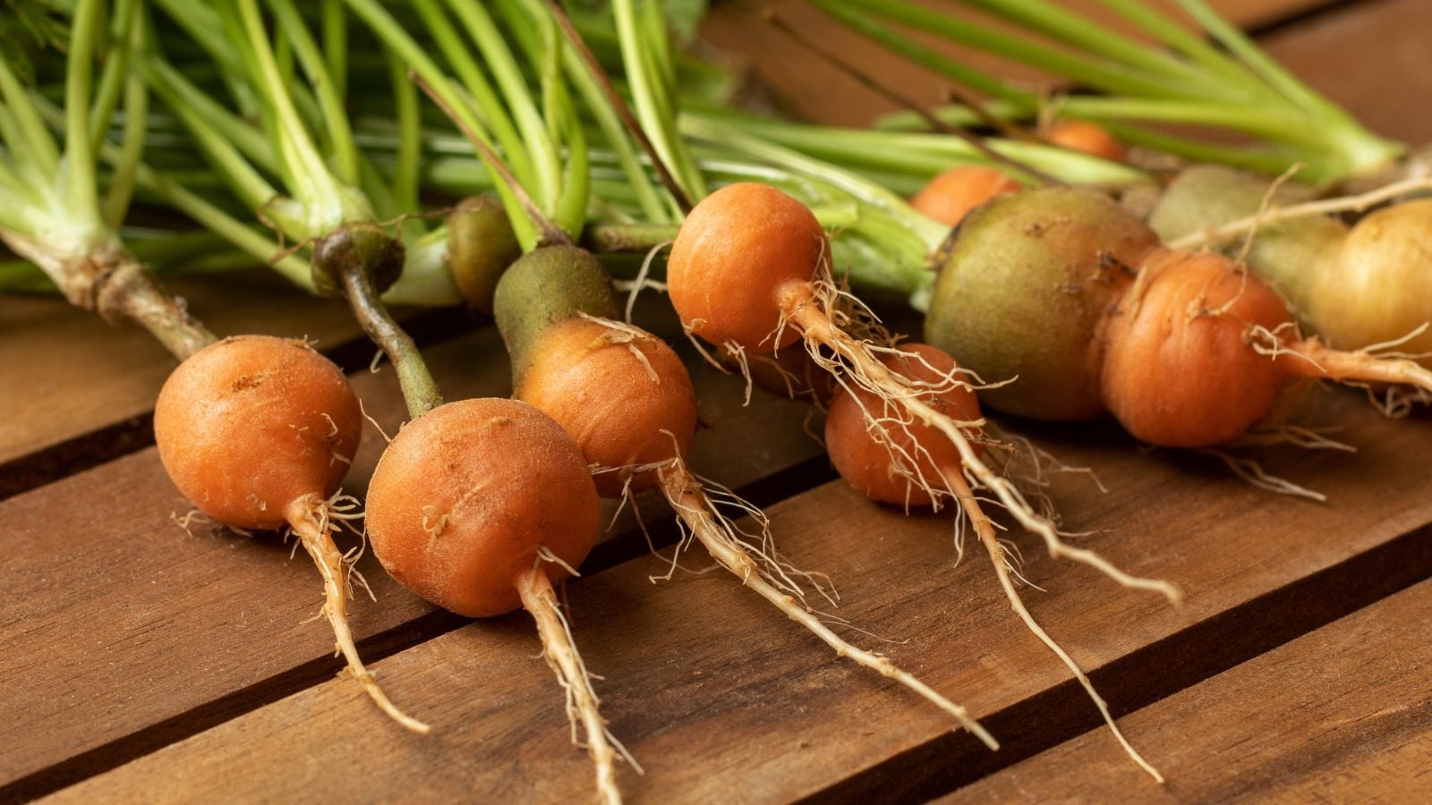 Daucus carota subsp. sativus root crops placed on a wooden surface, appearing to have long green tops with round orange forms