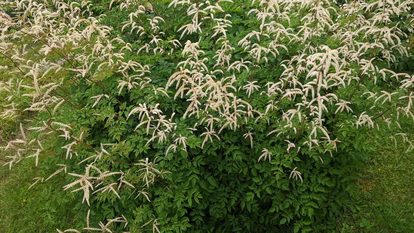 A close-up and overhead shot of a composition white, creamy panicle alongside green leaves or the Eastern Goat’s Beard in a well lit area outdoors