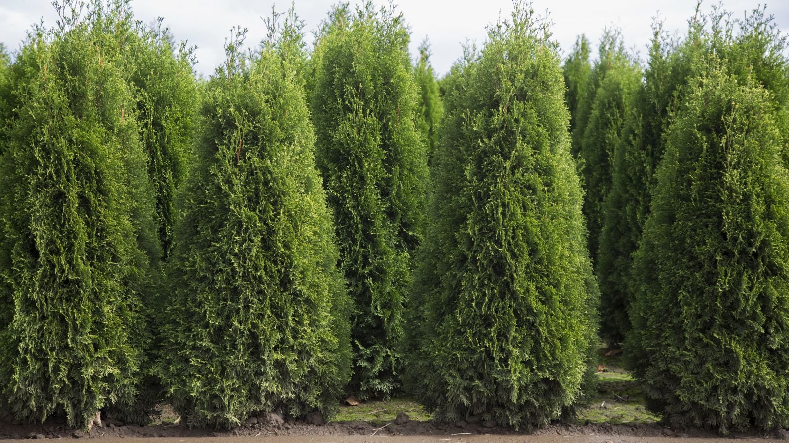 A close-up shot of a large composition of developing large plants, arranged in rows, called the Emerald Isle variety