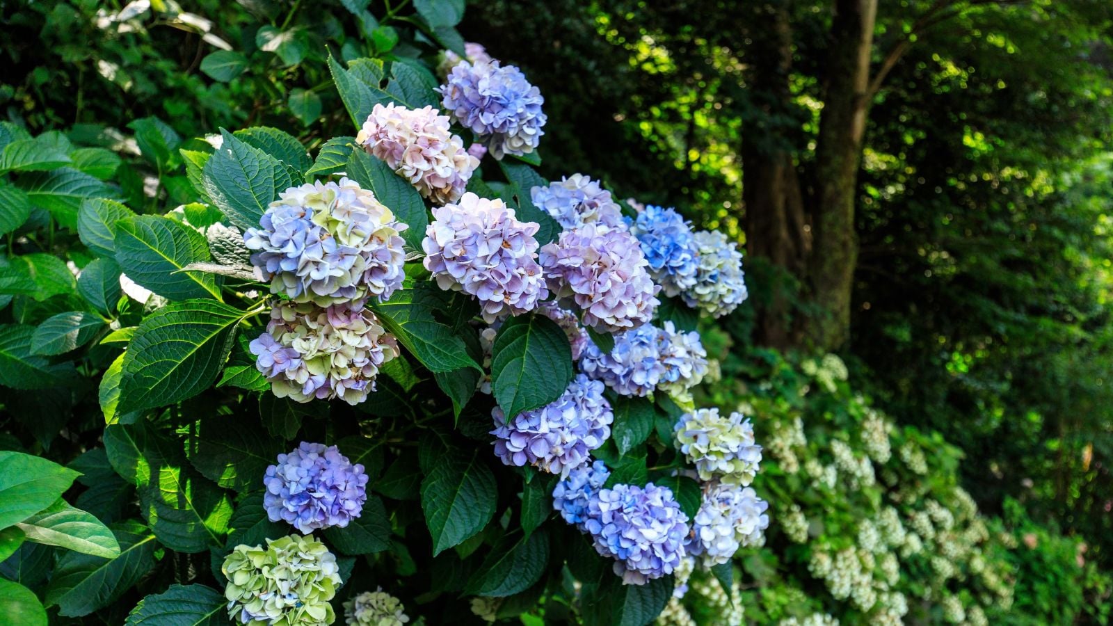 A close-up shot of a small composition of clusters of lilac to lavender colored blooms of the Endless Summer® Hydrangea growing alongside their dark green foliage