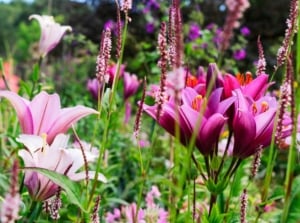 Flowers of plant bulbs April, including lovely oriental lilies and other plants with colorful flowers