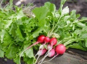 Fresh vegetables harvest 60 days, including certain radish and lettuce varieties placed on a dark surface under bright light
