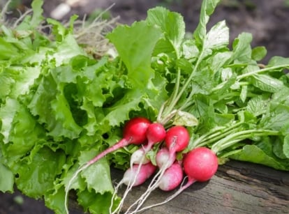 Fresh vegetables harvest 60 days, including certain radish and lettuce varieties placed on a dark surface under bright light